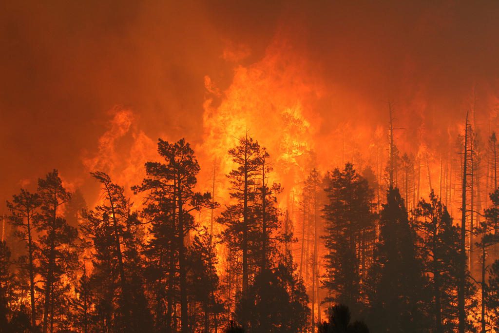 Large Forest Fire